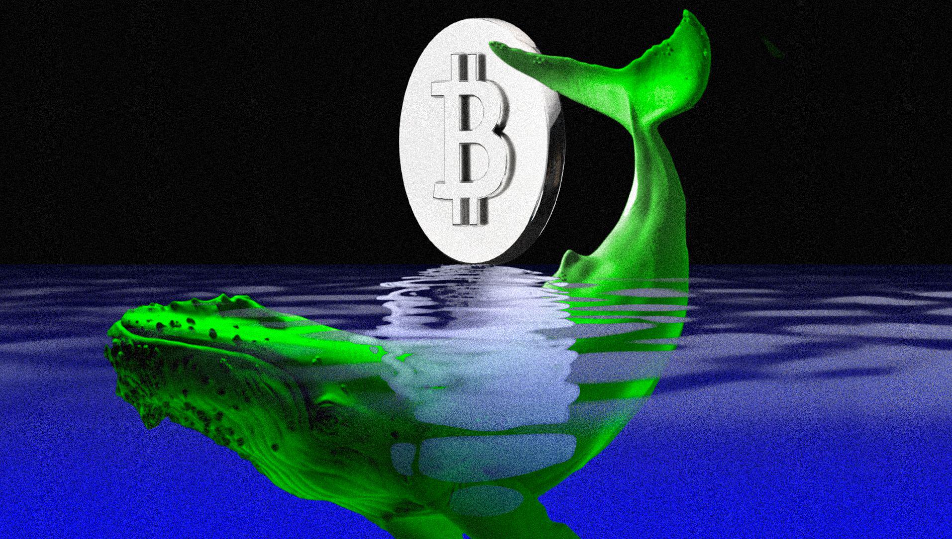 Cryptocurrency Trader Bets on Bitcoin and Ethereum Rebound, Profits  Million